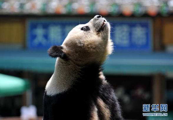 大熊猫思嘉在云南的最后一个生日(高清)
