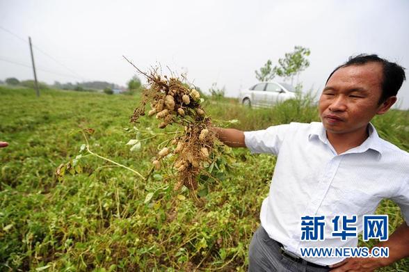 编钟故里湖北随州遭遇60年一遇特大干旱(图)