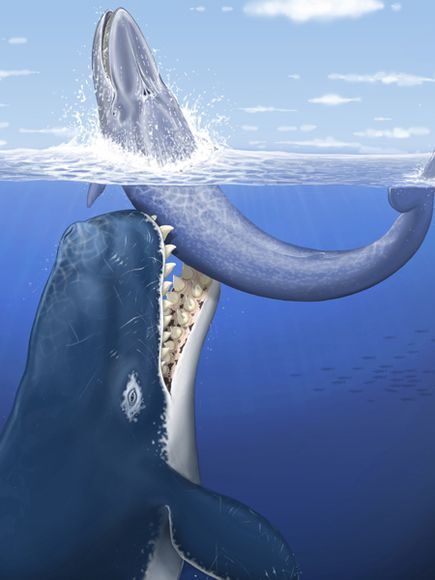 史前巨鲸化石：牙齿巨大可装下人类(组图)