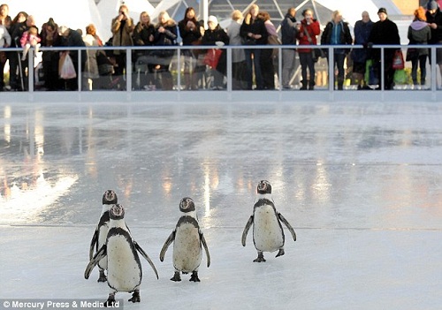 南美洲企鹅耐热怕冷 被迫冰上表演引争议(图)