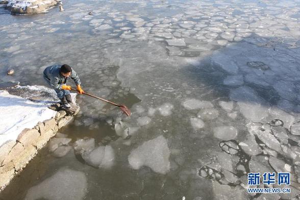 山东烟台海豹湾 人工破冰呵护斑海豹