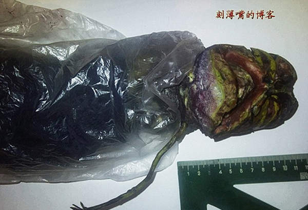 台湾外星人疑造假 图揭历年神秘生物骗局
