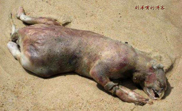 台湾外星人疑造假 图揭历年神秘生物骗局