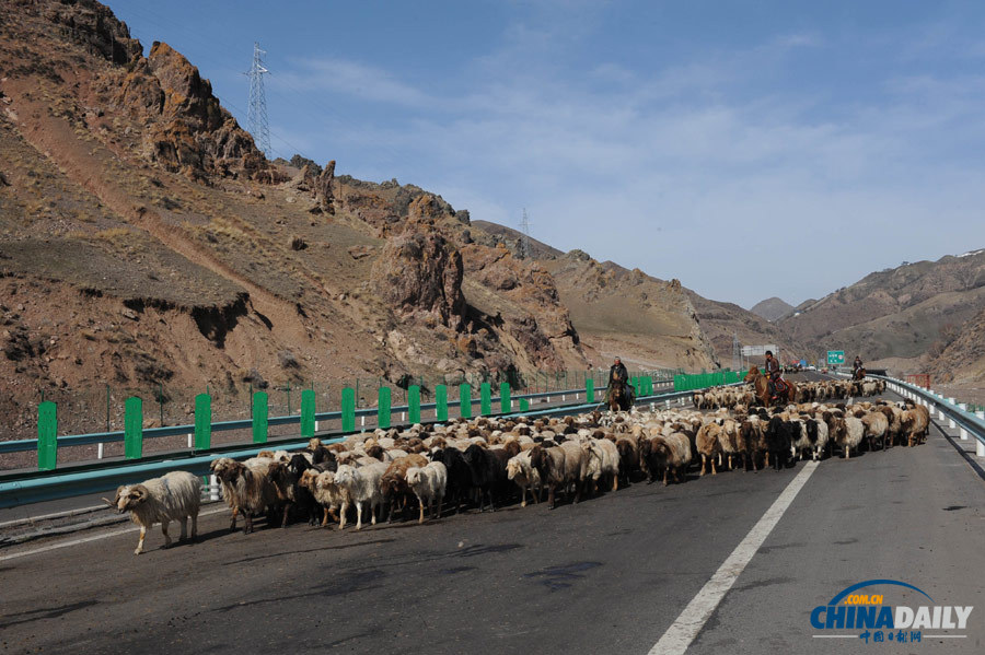 新疆：羊群转场高速公路成“牧道”