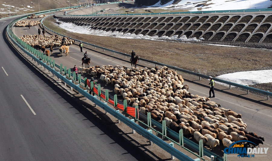 新疆：羊群转场高速公路成“牧道”