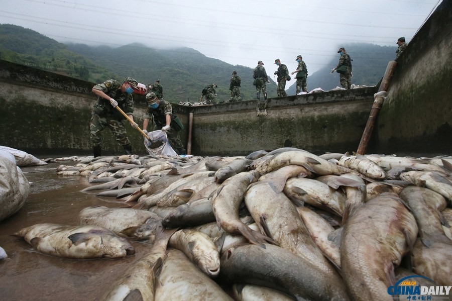 芦山县清仁乡养殖基地十余吨鱼死亡