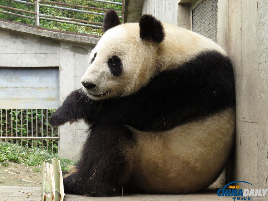 四川雅安：震后大熊猫生活恢复正常