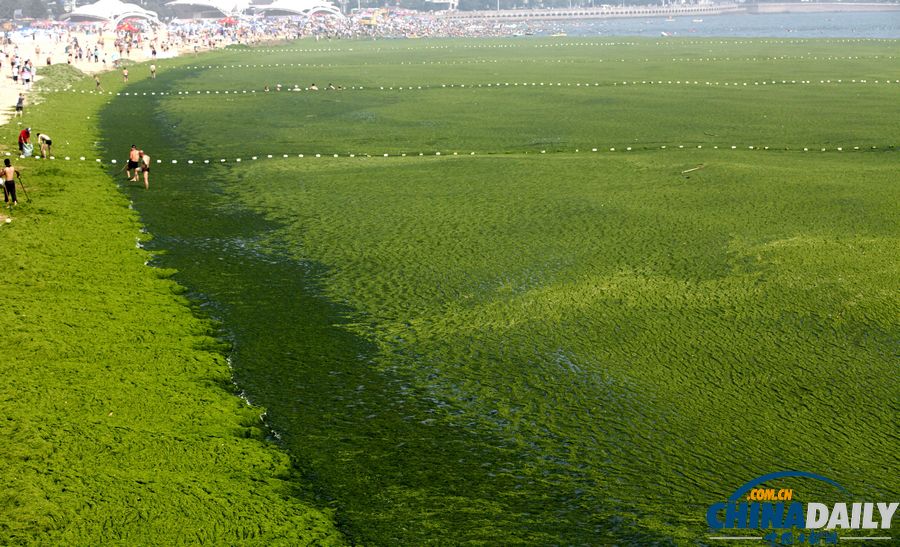 青岛迎入夏最大规模浒苔登陆