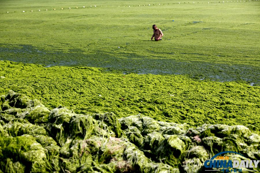 青岛迎入夏最大规模浒苔登陆