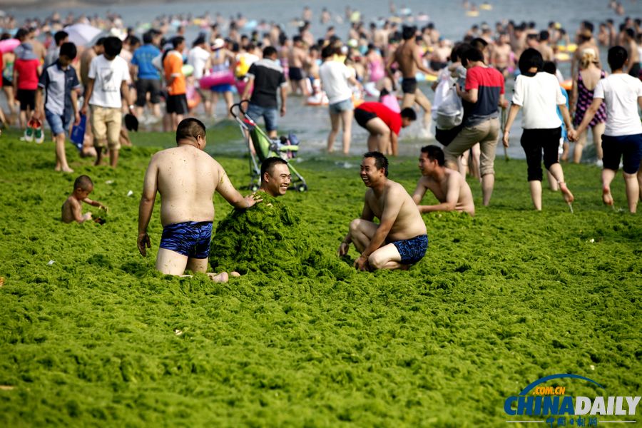 青岛迎入夏最大规模浒苔登陆