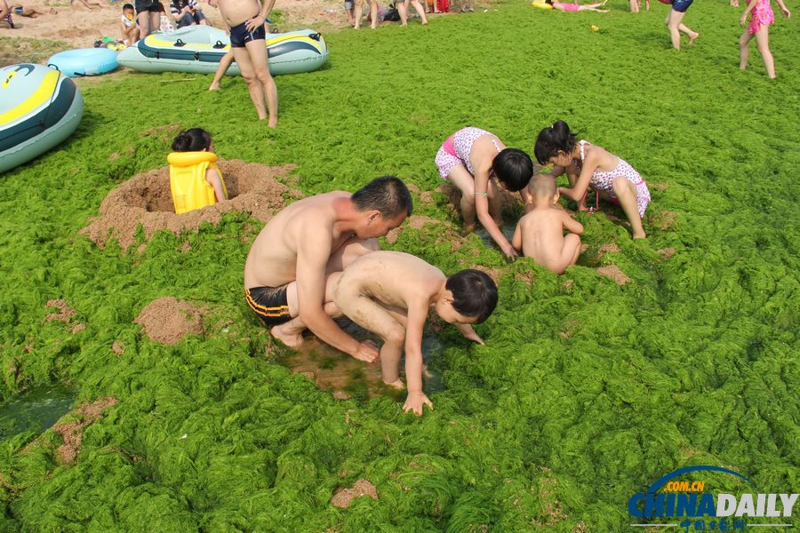 青岛迎入夏最大规模浒苔登陆