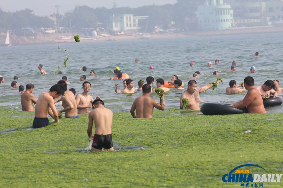 青岛迎入夏最大规模浒苔登陆