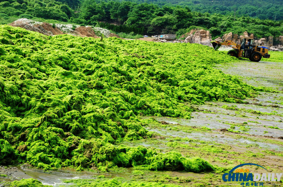 台风“苏力”助浒苔再扰青岛