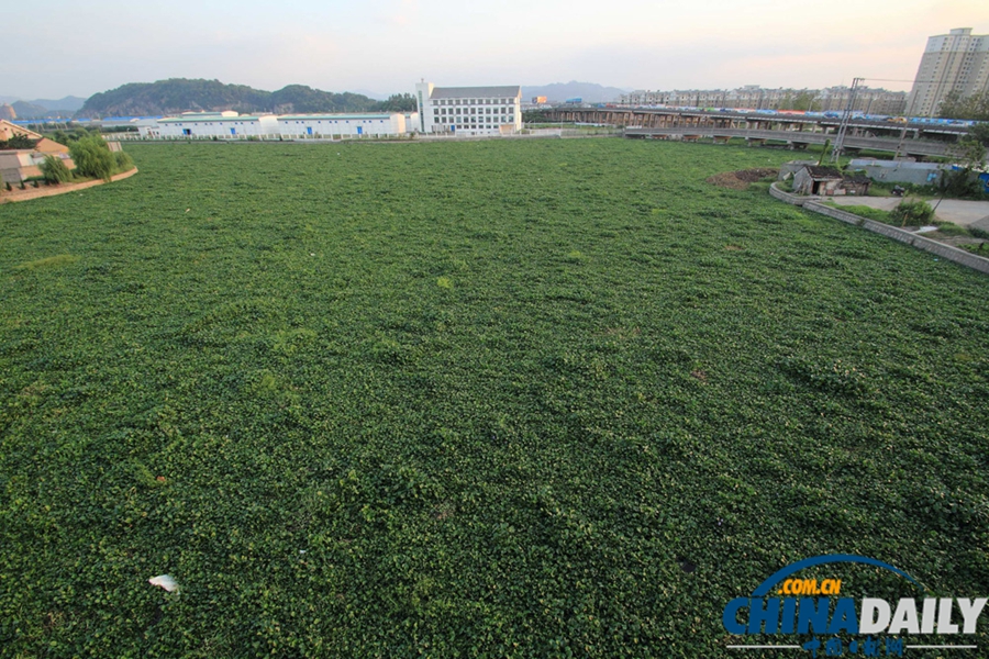 浙江绍兴：百余亩水葫芦封堵杭甬大运河