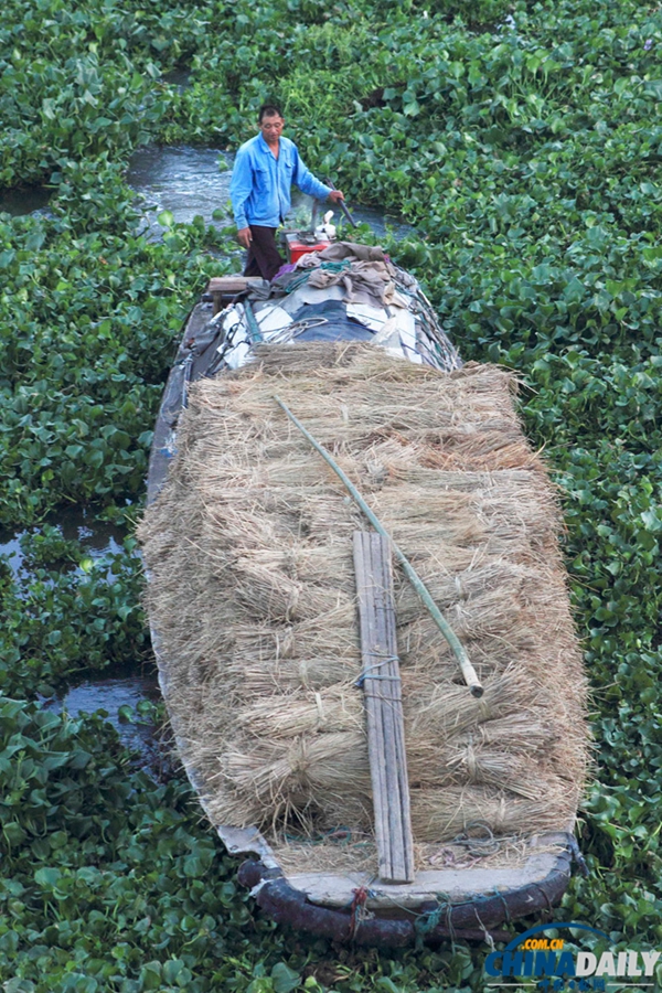 浙江绍兴：百余亩水葫芦封堵杭甬大运河