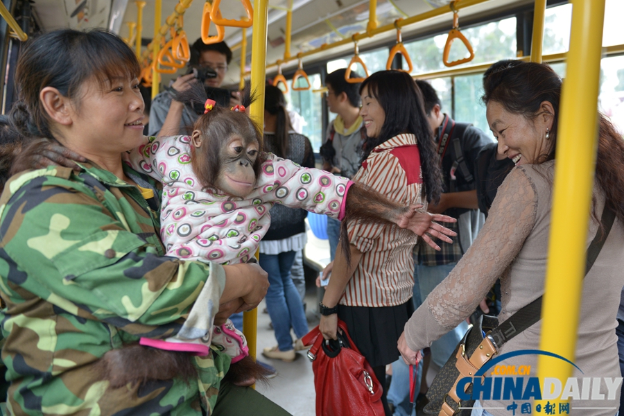 云南昆明：野生动物园通公交 动物乘车招人爱