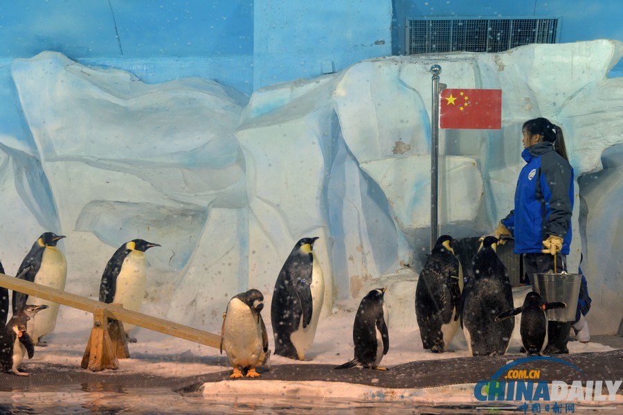 天津海洋馆极地动物“大阅兵”
