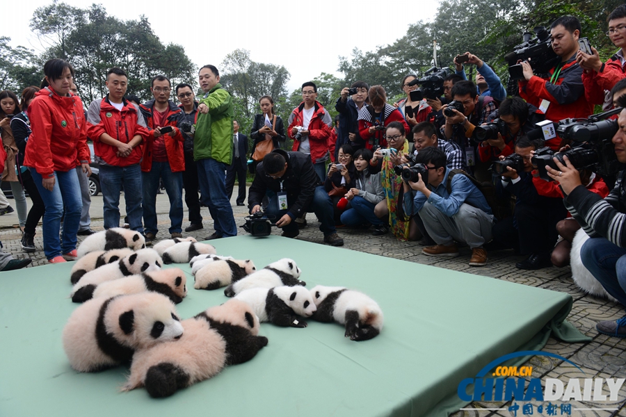 2013中国保护大熊猫研究中心熊猫宝宝集体亮相
