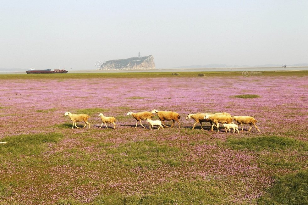 中国最大淡水湖提前枯水变成花海草原