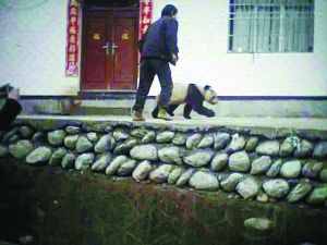 野生大熊猫下山进村 网友戏称“巡视村寨”
