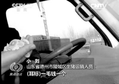 河北山东多地生猪检疫形同虚设 养殖户自己不吃