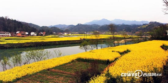 美得像画一样 汉中油菜花季