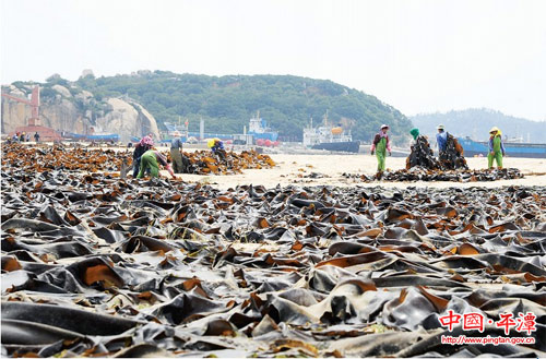 平潭海带“开镰收割”