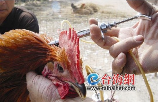 禽流感阴霾波及多行业 酒楼换菜单鳄鱼老虎改食谱