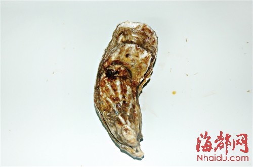 它是牡蛎中的“土豪金” 福建研发出“金牡蛎1号”