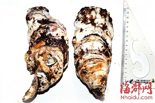 它是牡蛎中的“土豪金” 福建研发出“金牡蛎1号”