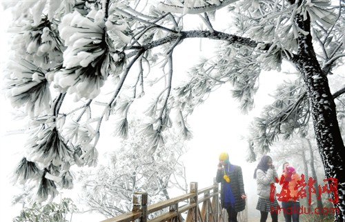 福建今冬初雪飘落武夷山光泽等地 德化九仙山昨迎今冬首场雾凇