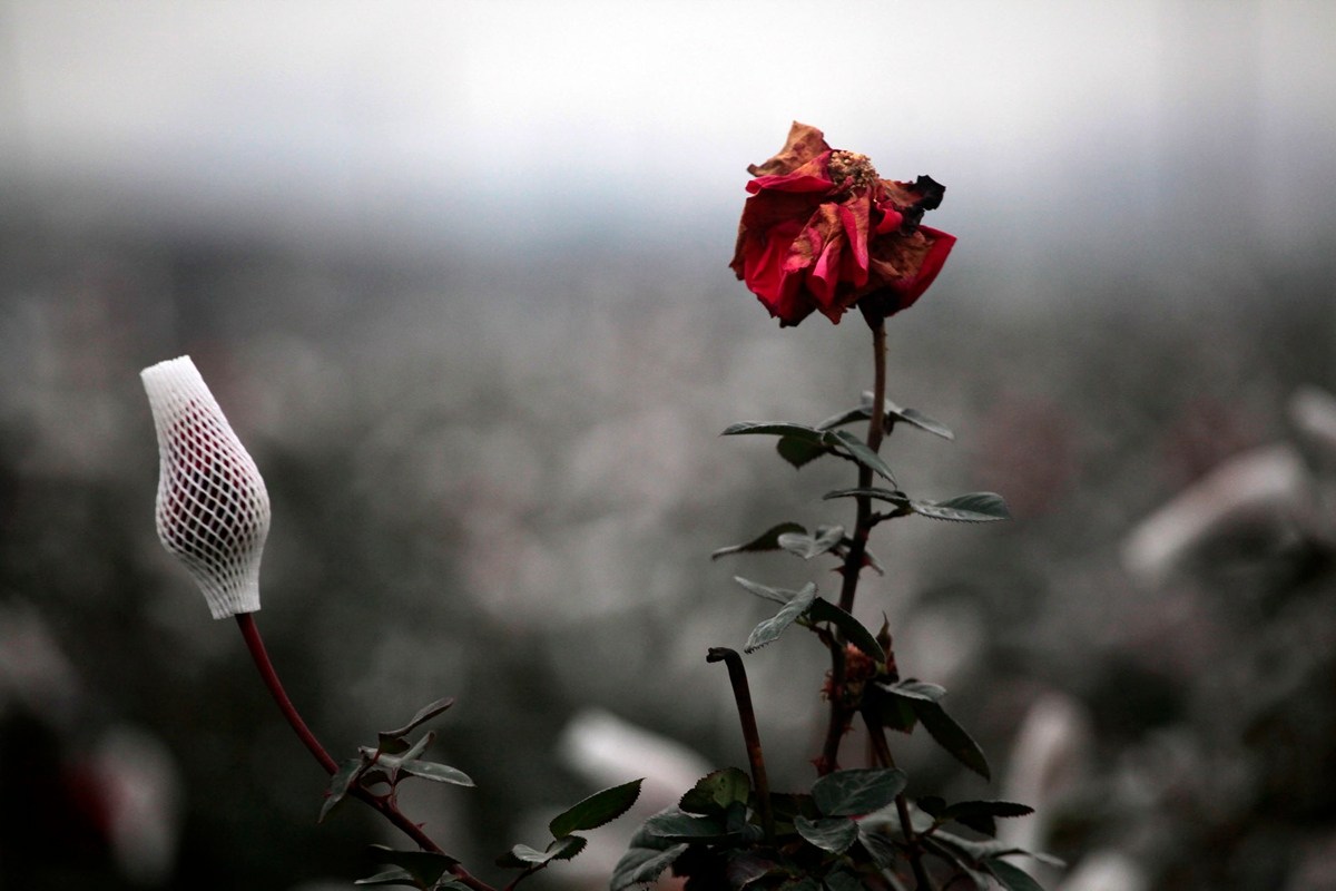玫瑰花伤感视频素材图片