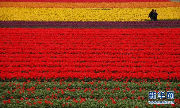 世界上最美丽的春季花园——荷兰库肯霍夫公园