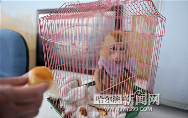 越南5只豚尾猴“被拐”哈尔滨 卖出的3只被警方解救