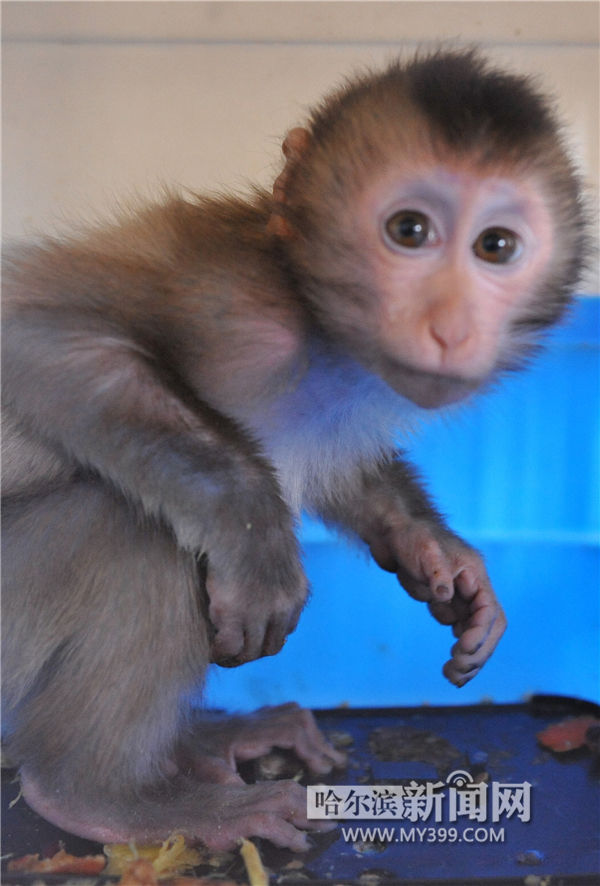 越南5只豚尾猴“被拐”哈尔滨 卖出的3只被警方解救