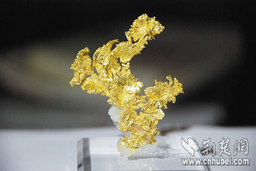 “天然金块”春节期间武汉亮相