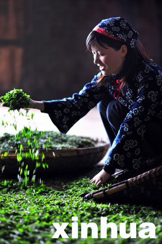 恩施:春到山乡采茶忙