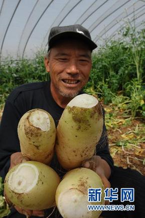 商务部紧急下发通知缓解蔬菜“卖难”