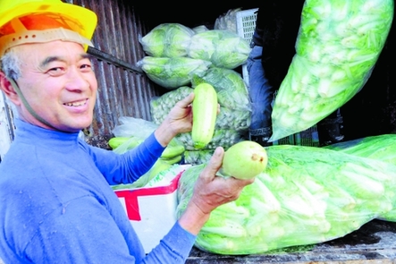 牛菜农包心菜卖