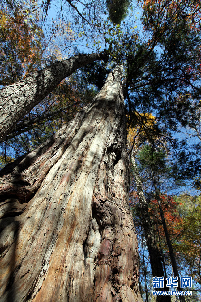 吉林长白山区发现2735岁"紫杉王"(图)[1]- 中国在线