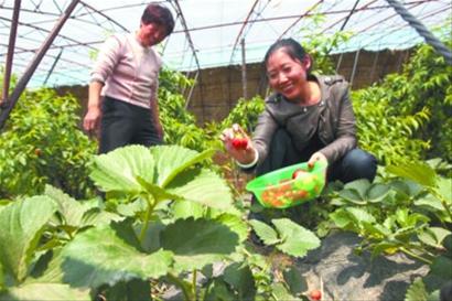 草莓一个品种4个价 采谁好呢