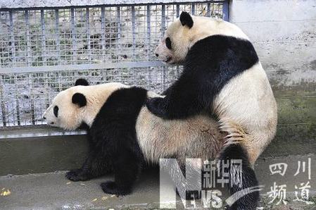 “海归”大熊猫“苏琳”顺利完成自然交配