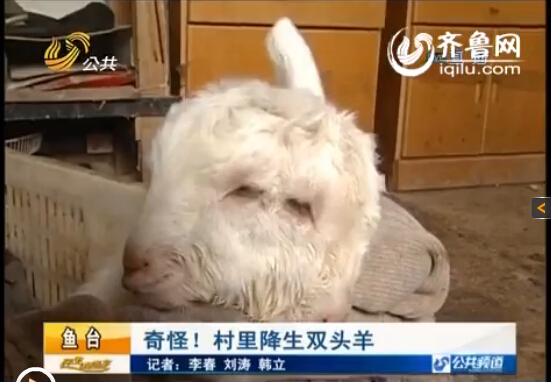 奇怪！济宁鱼台母羊降生双头羊 两个耳朵四只眼(图)