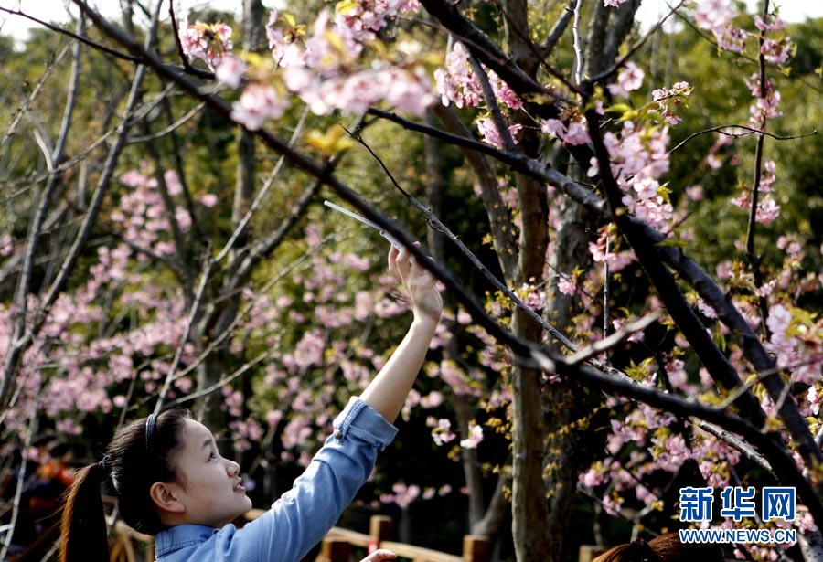 2012上海樱花节“樱之缘”摄影赛开拍