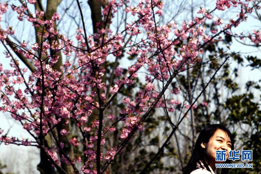 2012上海樱花节“樱之缘”摄影赛开拍