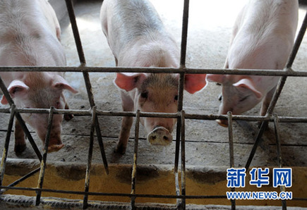 暴利惊人:揭秘“瘦肉精”地下产业链