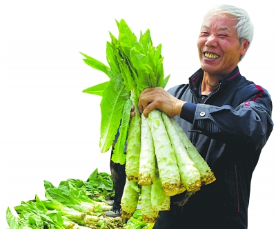 孙女发帖替奶奶卖莴苣 百名蔬菜经纪人今大采购