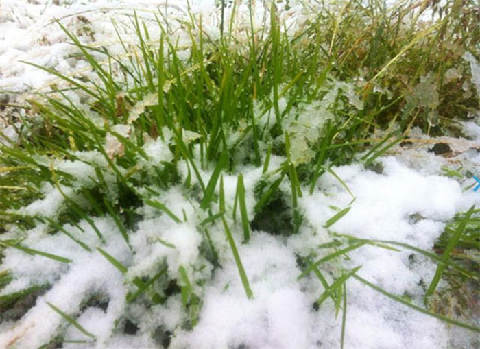 新疆八月飞雪打雪仗 内地高温区网友羡慕不已