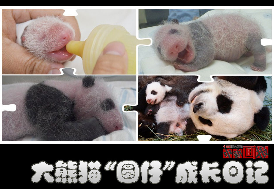 【图刊】大熊猫“圆仔”成长日记