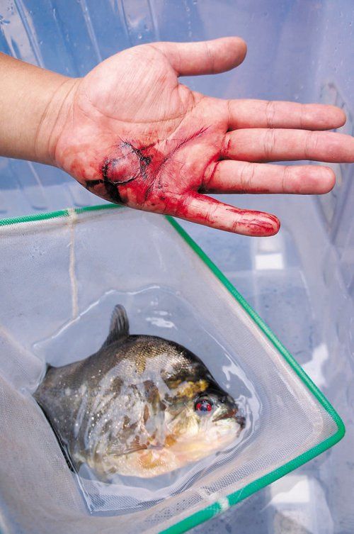 由食东谈主鱼谈外来入侵物种